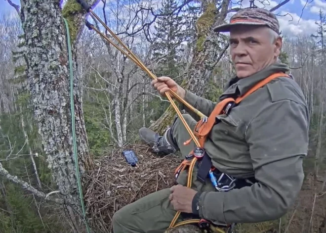 Pārsteidzošs atklājums Latvijas mežā: LVM eksperts Uģis Bergmanis dalās neaizmirstamā pieredzē ar lūsi