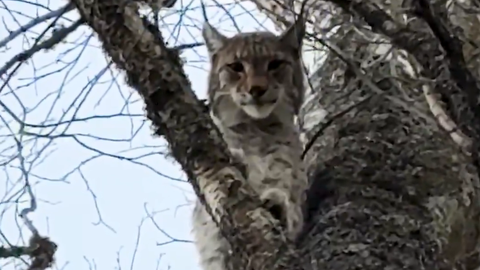 VIDEO: Neatkārtojama tikšanās! LVM eksperts mežā pamanījis lūsi, kas viņu vēroja no koka