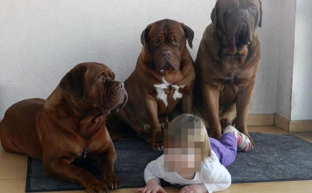 Četri Bordo dogi Babītē līdz nāvei saplosa piecus gadus vecu meitenīti