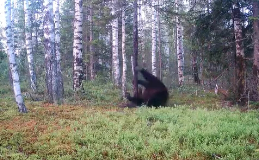 Lācis Sedas purvā izrāda amizantu deju video
